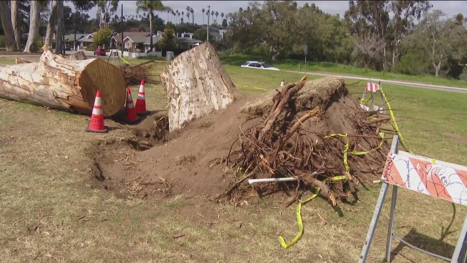 In January, a storm toppled more than 35 trees in Balboa Park, the main reason being ground saturation after all of the rain.
