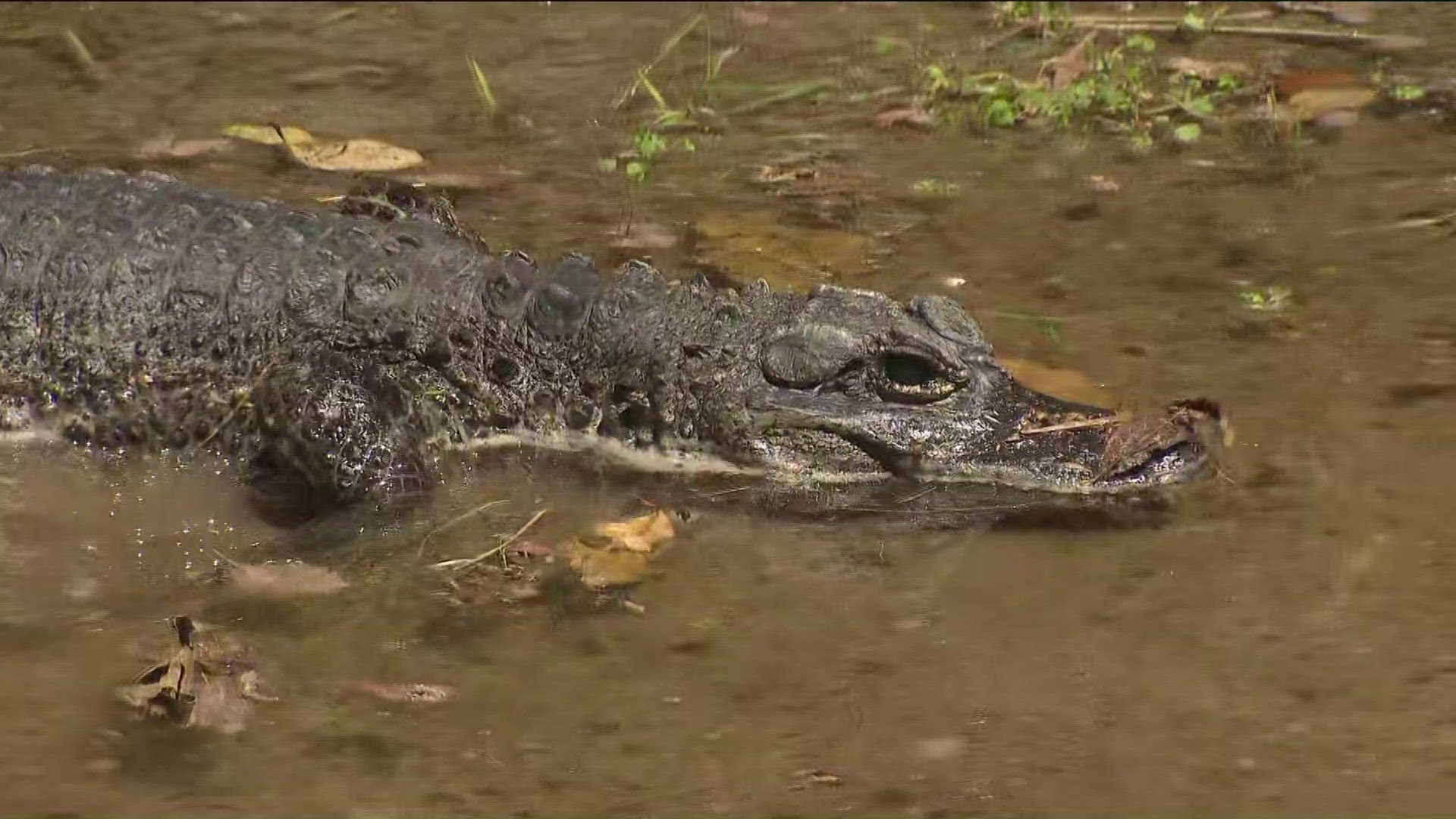 CBS 8 headed out to the San Diego Zoo to meet a Chinese Alligator.