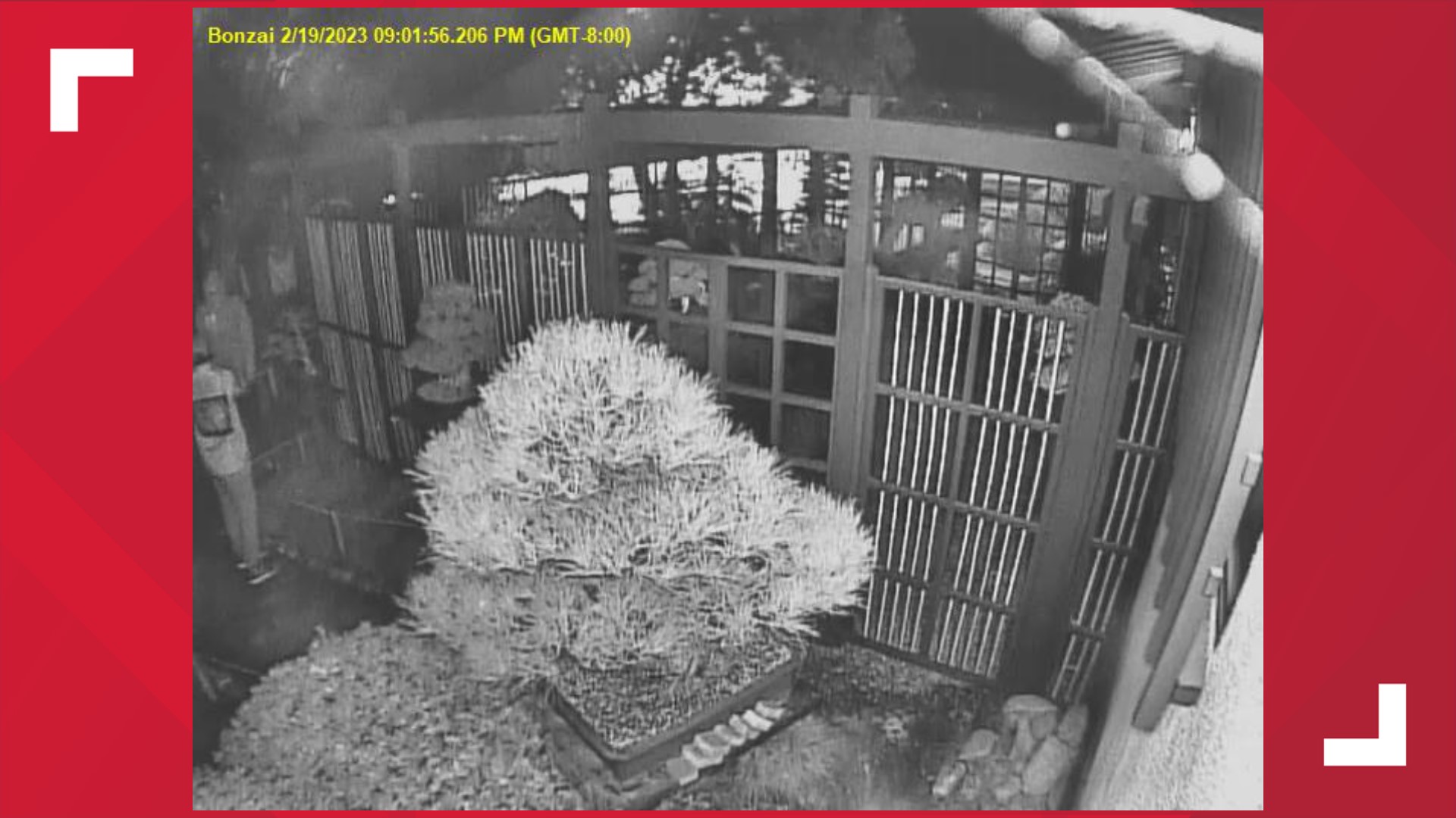 Priceless bonsai tree stolen from Japanese Friendship Garden