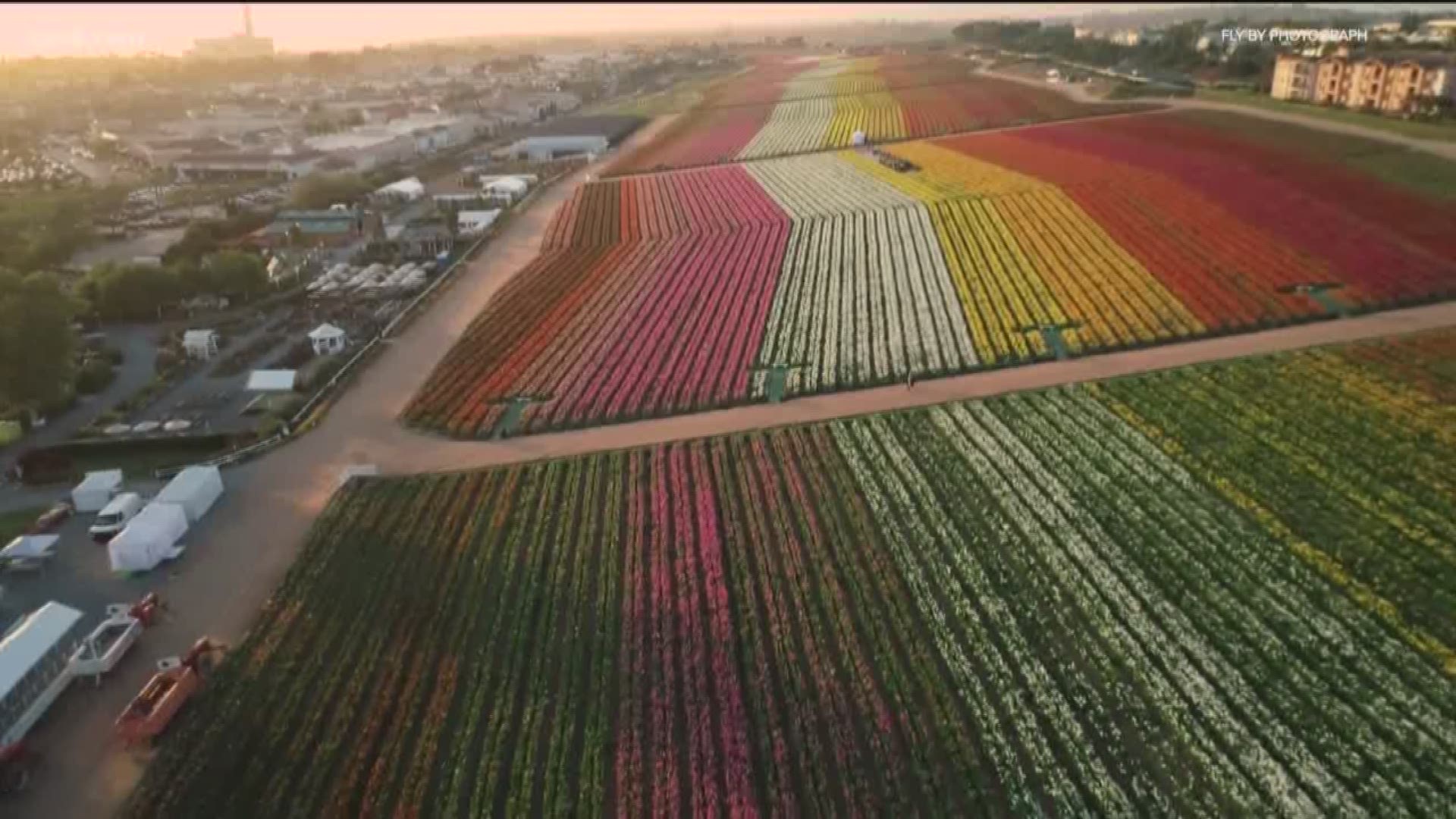 Milkin San Diego Carlsbad Flower Fields Cbs8 Com