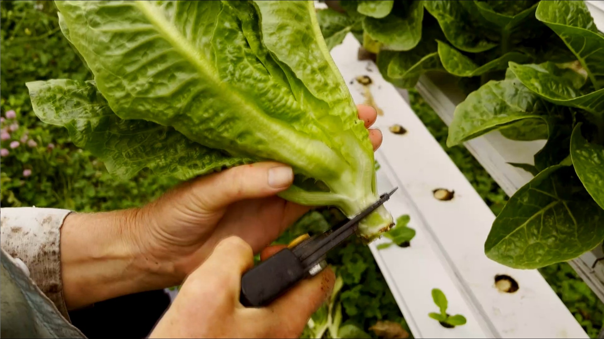 Paradise Found vermiponic farm in Bonita uses worm compost to grow lettuce that makes its way to the menu at Little Frenchie in Coronado.