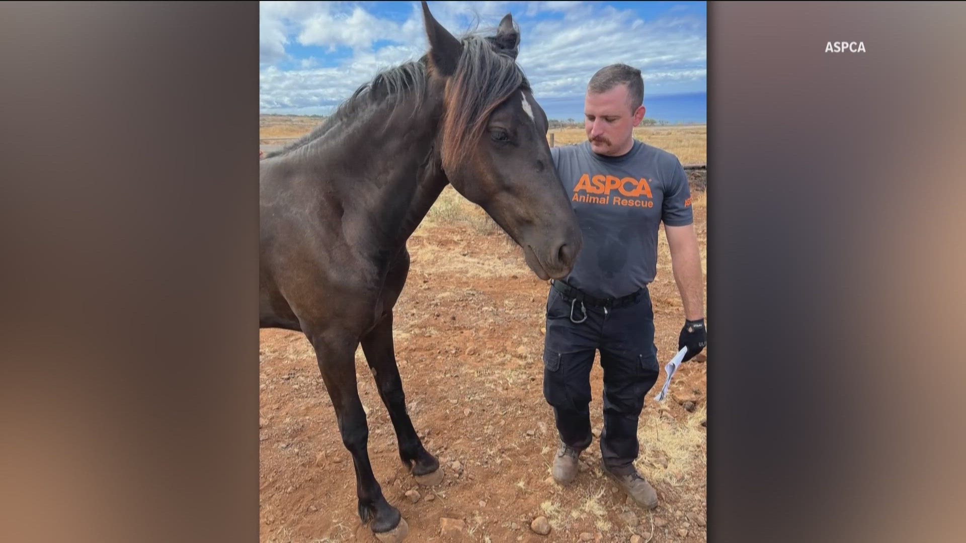 Local assistance helped reunite and rescue hundreds of animals and pets who were displaced by the devastating Maui fires.