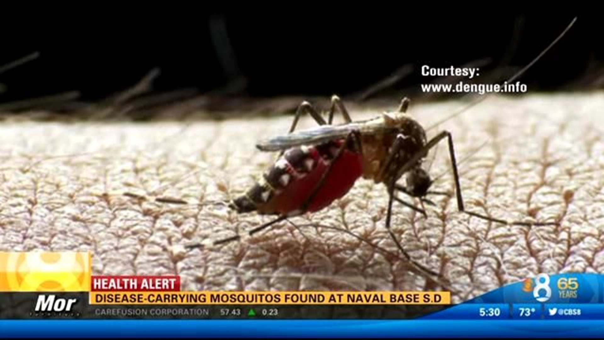 Diseasecarrying mosquitos found at Naval Base San Diego