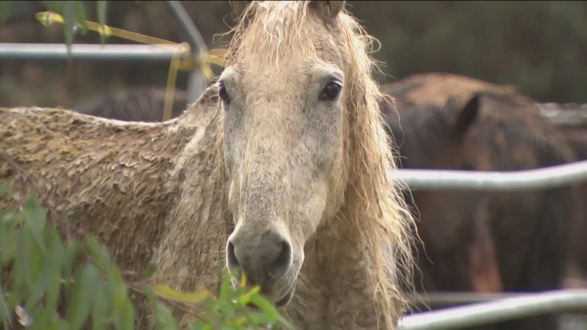 County Animal Services visited the ranch and inspected the horses.