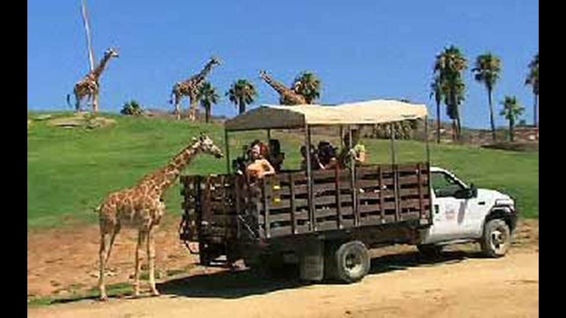 San Diego Zoo's newest giraffe makes debut at Safari Park ...