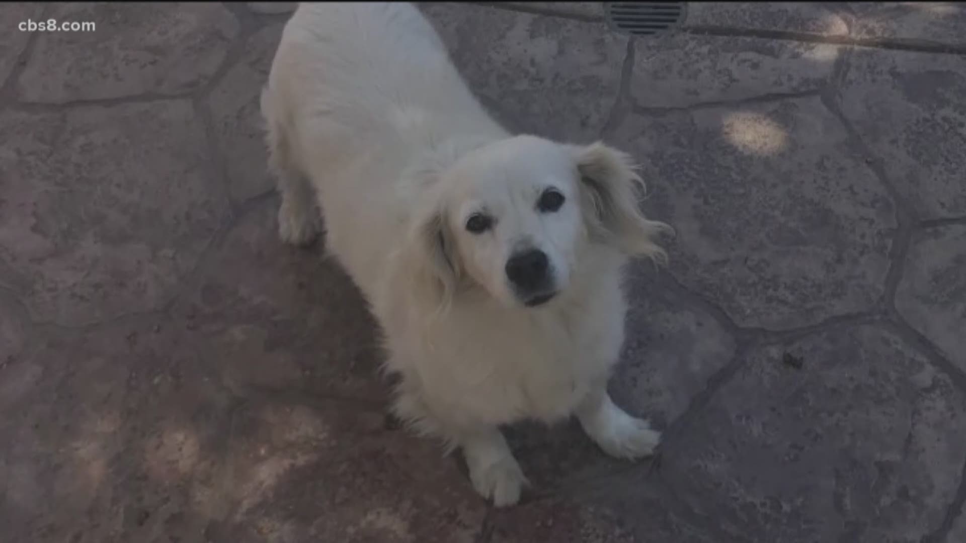 Oliver’s owner said he was too upset to go on camera but said his pup ran out the doggy door after hearing a noise and was found bloodied and motionless on the patio