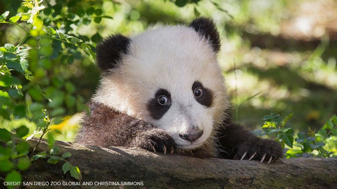 San Diego Zoo will say goodbye to giant pandas in April | cbs8.com