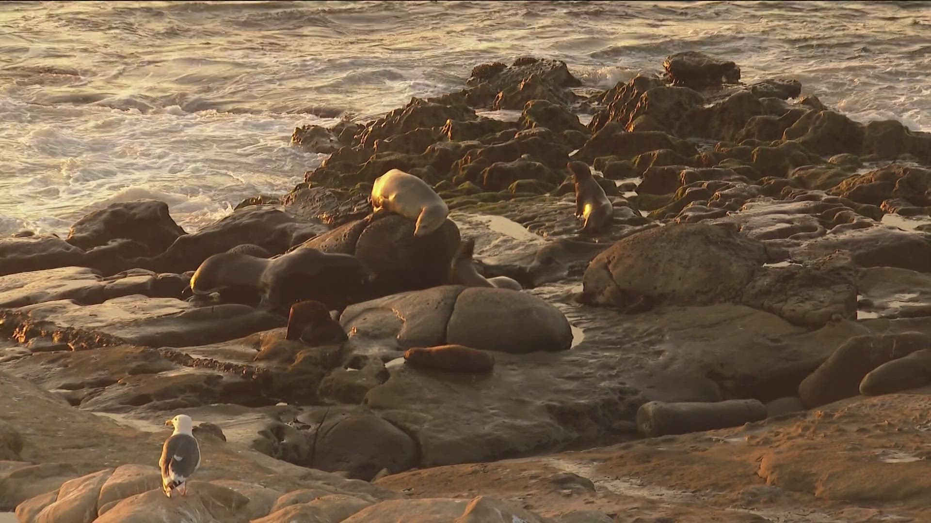 Point La Jolla between La Jolla Cove and Boomer Beach is a popular resting place for sea lions. San Diego considers closure due to reports of harassment from public.