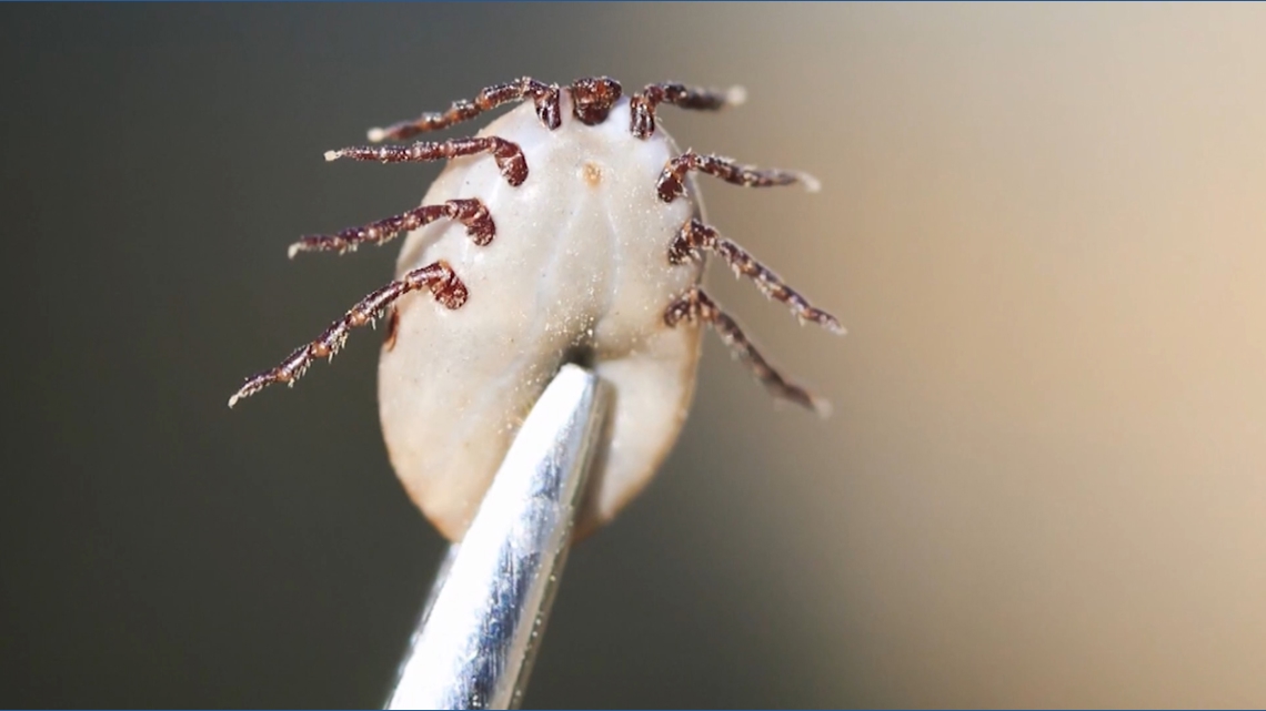 Flea-borne typhus cases rising in Southern California, but remain low in San Diego