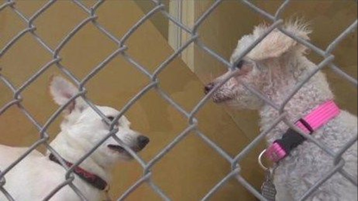 Calming Dog Kennels Music soothes notsosavage beasts at San Diego