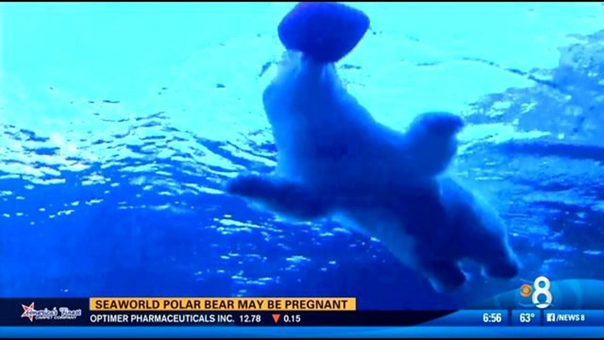 SeaWorld polar bear may be pregnant | cbs8.com