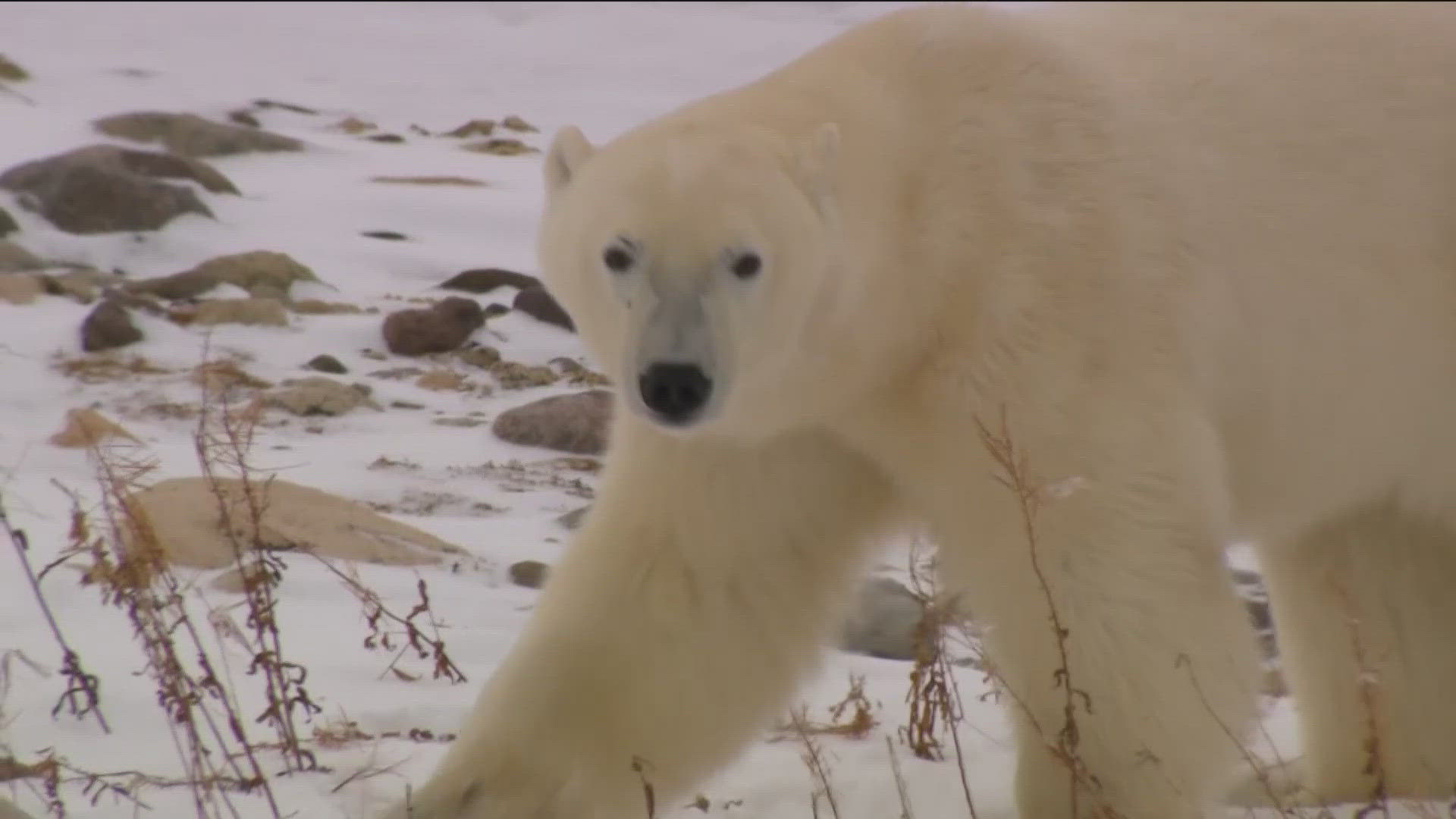 Researchers with the San Diego Zoo study polar bear denning