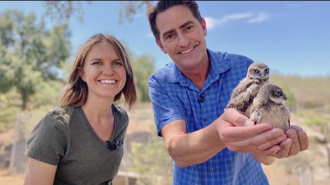 Baby owlets are the new 'Who's Who' of Escondido bird ranch - Vimarsana News