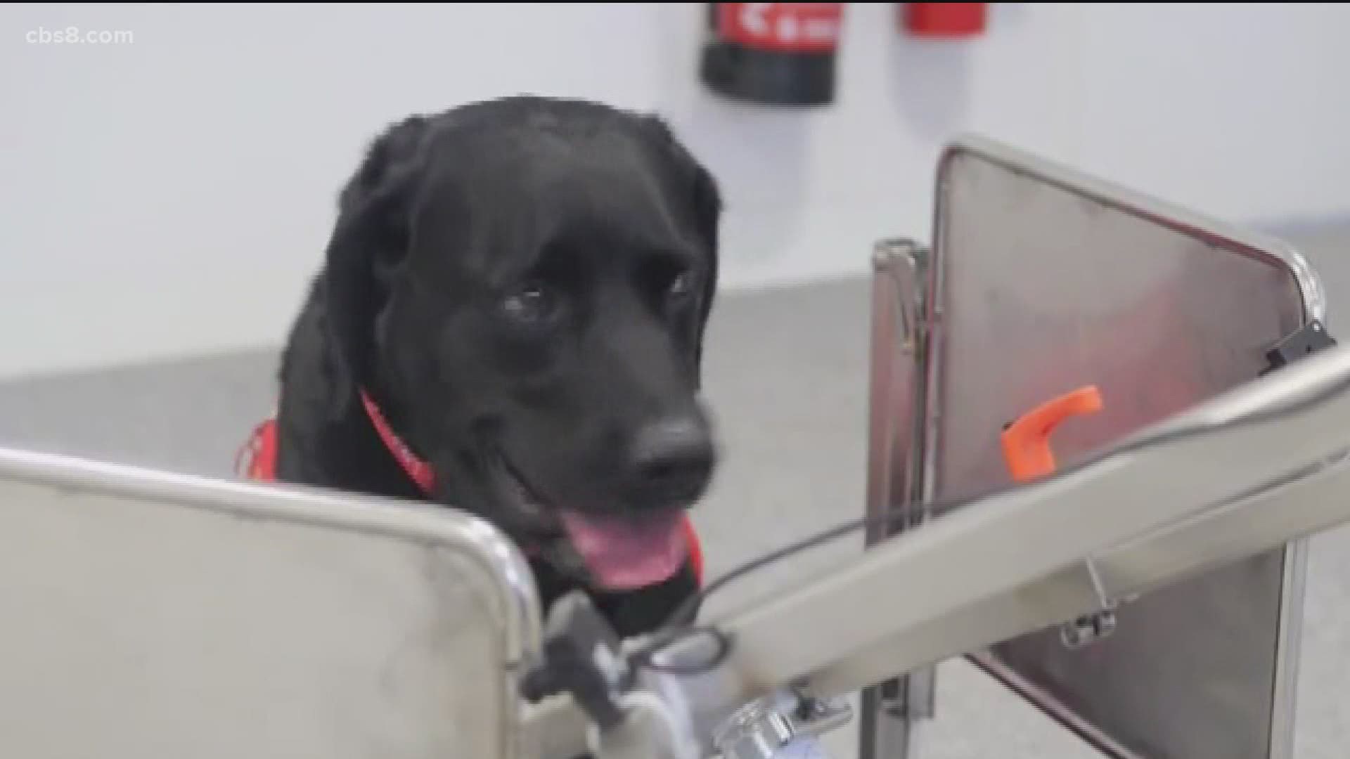 Researchers said if successful, scent-detection dogs could help prevent spread of the virus.