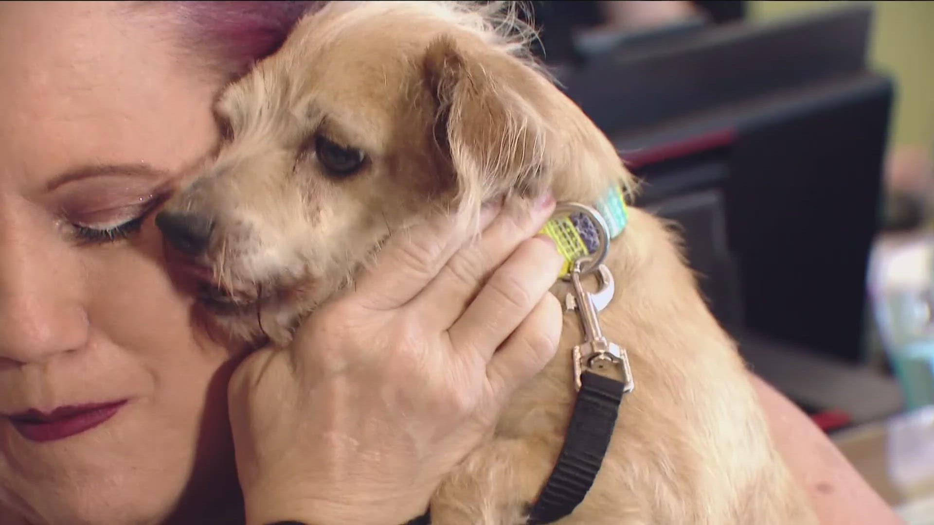 A dog that went missing around July 4 in San Diego was reunited with his owners in Las Vegas.