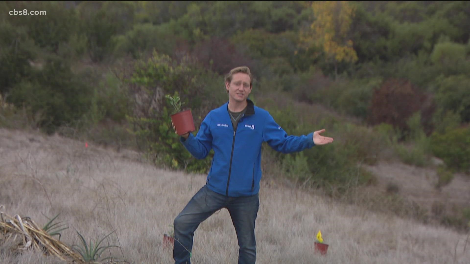 Crews planted 310 native shrubberies in three canyons around San Diego