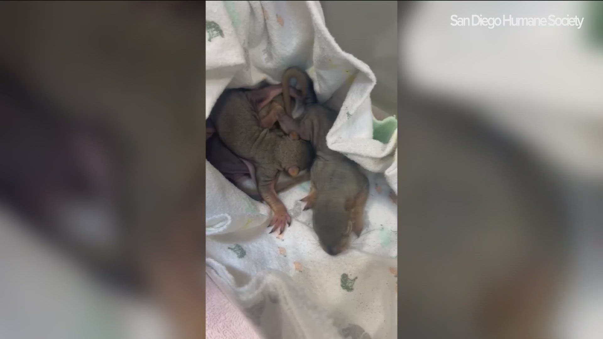 The San Diego Humane Society’s Project Wildlife team cares for three litters of fox squirrels brought in after Sunday’s Tropical Storm Hilary.