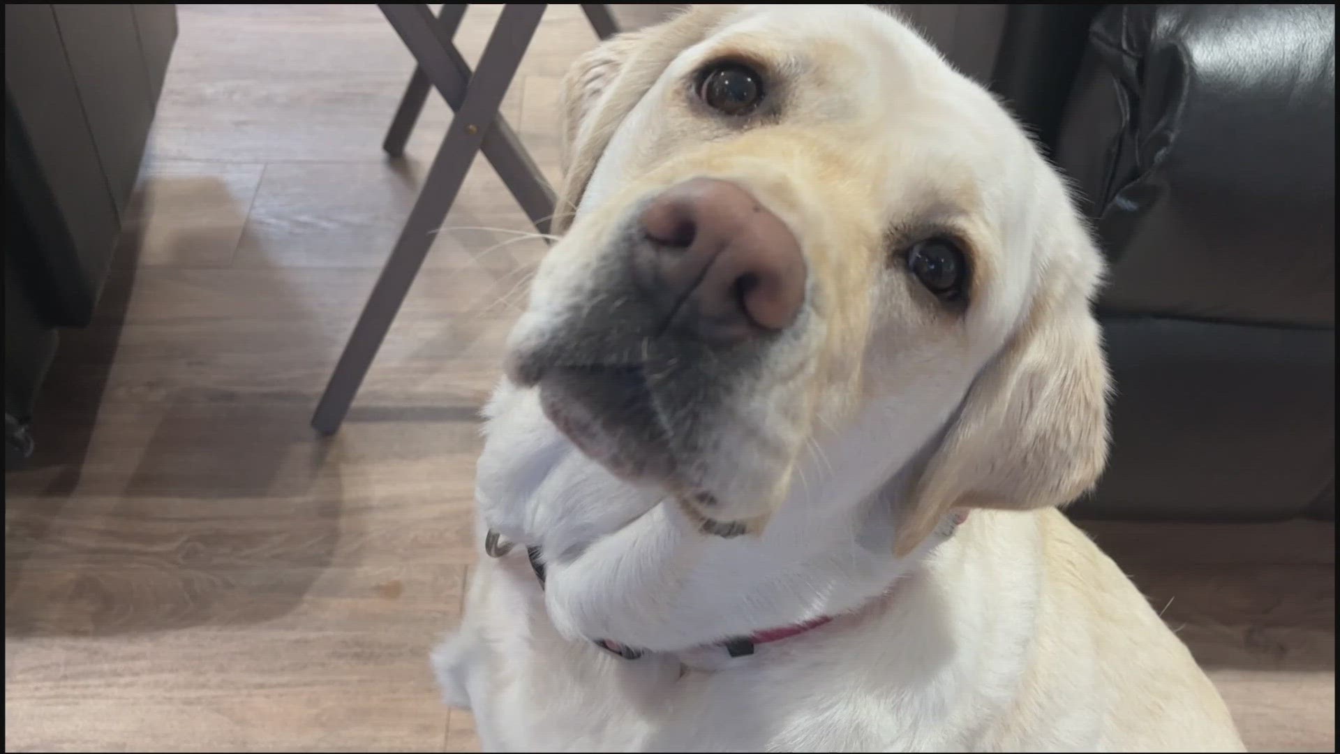Meet Annie, the 5-year-old English lab that's meant to reduce stress for the firefighters. She's a part of the station's new dog mental health program.