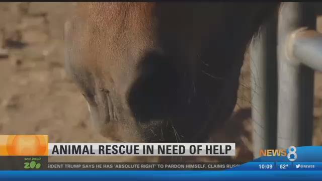 Saving Animals & Healing Hearts: Ramona animal rescue in need of help |  