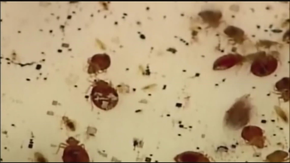 Bed bug cases are on the rise, how to spot them in your hotel | cbs8.com