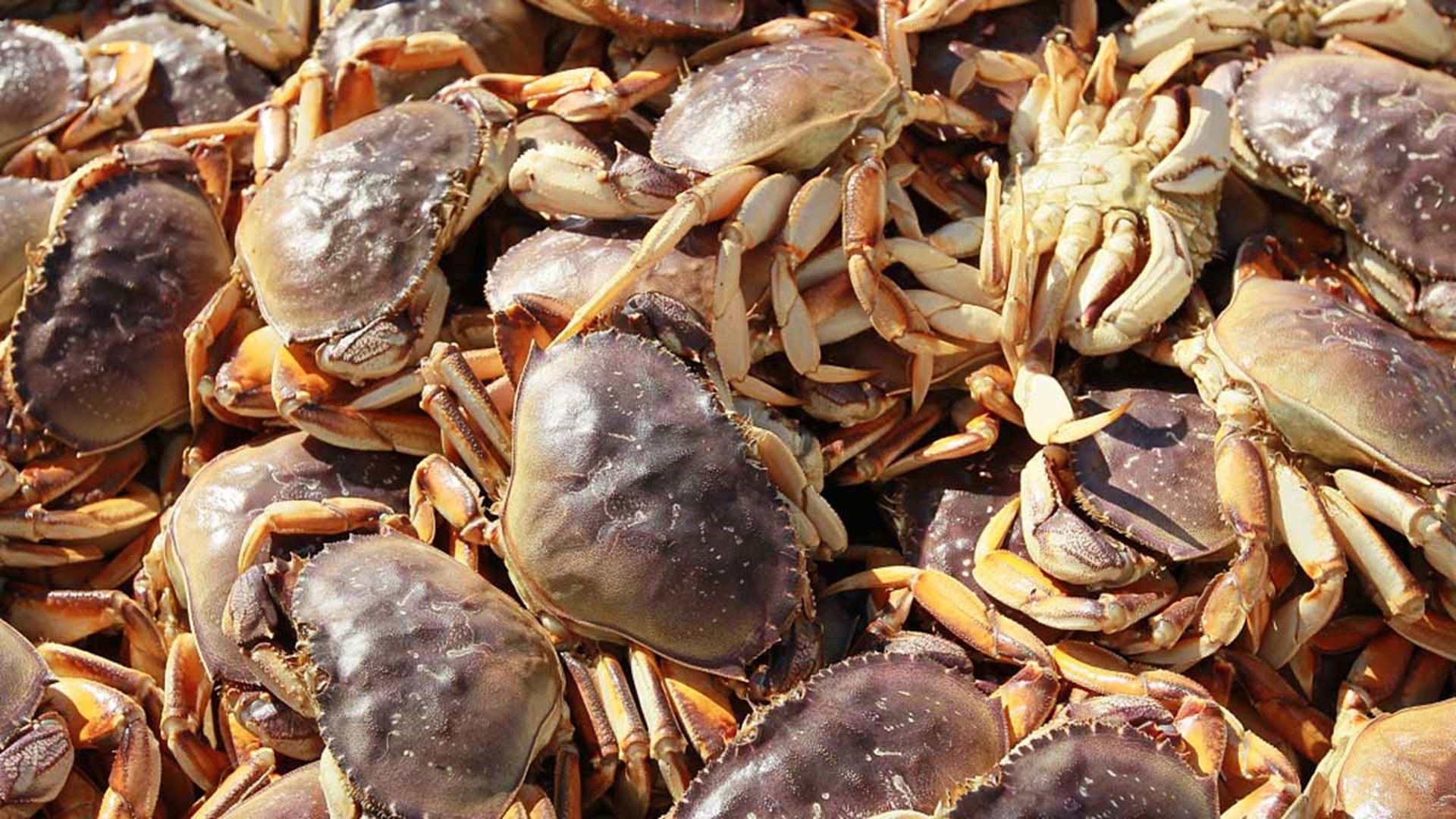 Price talks further delay Oregon's Dungeness crab season