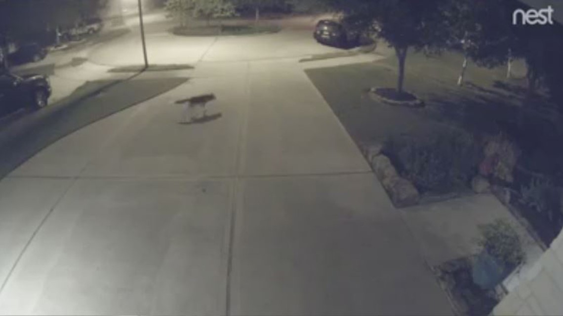 Coyote Spotted Days After Attack In Fulshear | Cbs8.com