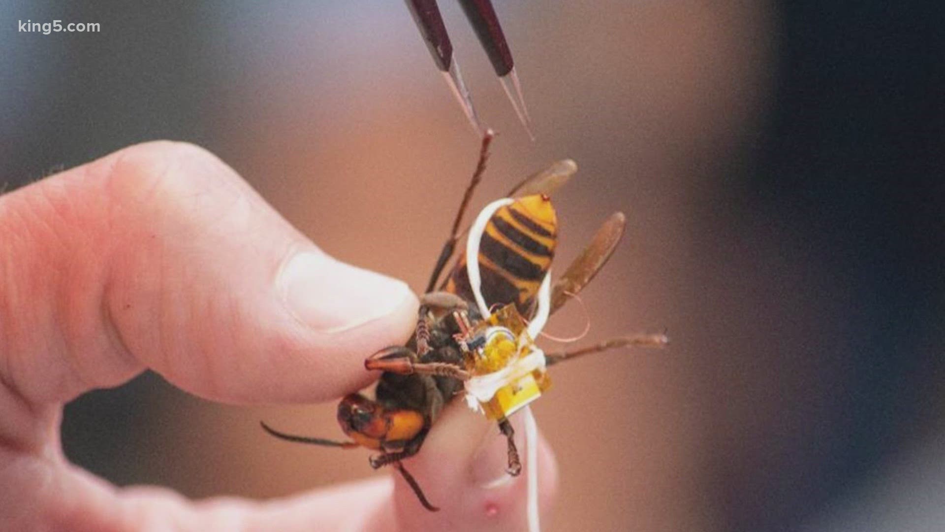 Dental floss was used to secure a small Bluetooth device to a second Asian giant hornet found alive in an effort to locate the nest.