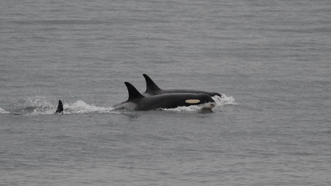 Commemorative event planned for calf of orca J35 from the Southern Resident population | cbs8.com