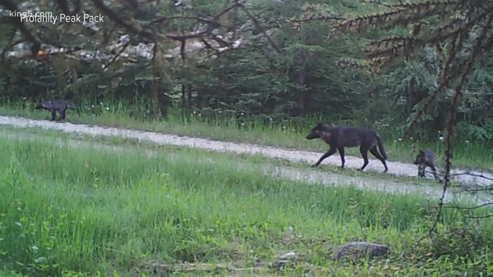 Gray wolves have recovered from near extinction in parts of the U.S. but remain absent from much of their historical range. Environmental groups condemned the move.