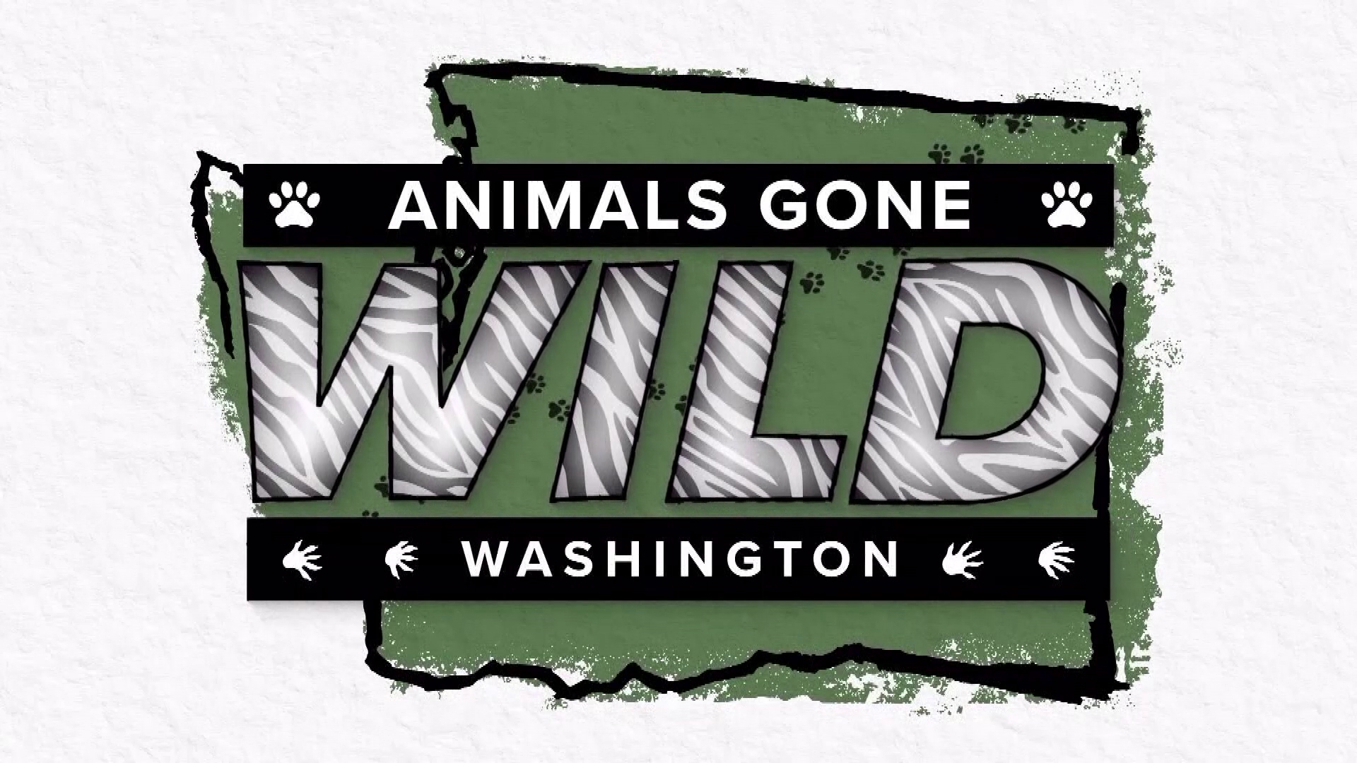 From zebras to a kinkajou, raccoons to a "gator," these are animals gone wild in Washington state this past year.