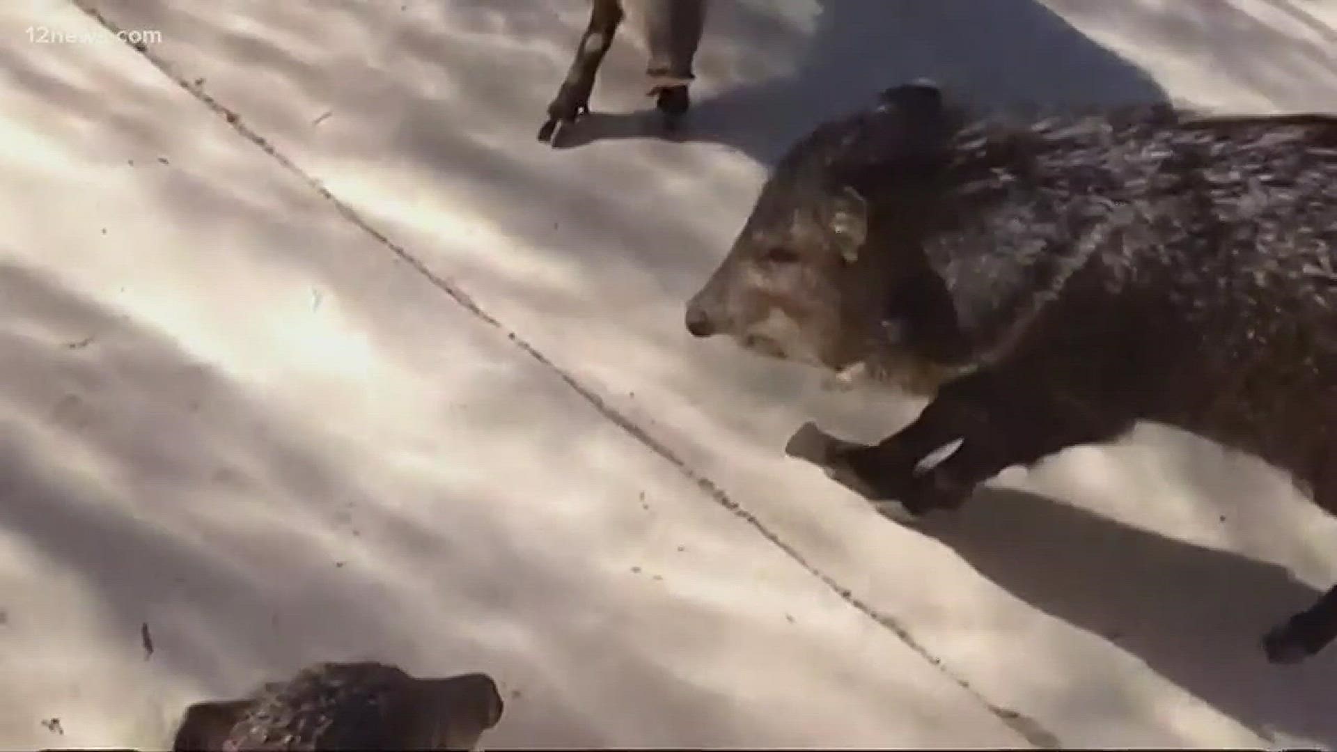 Javelina bites Arizona woman, attacks dogs