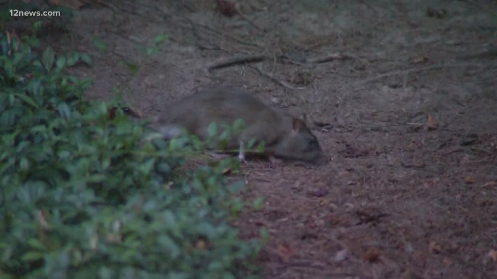 rats citrus invading cbs8 chew sewer 12news wkyc 13wmaz