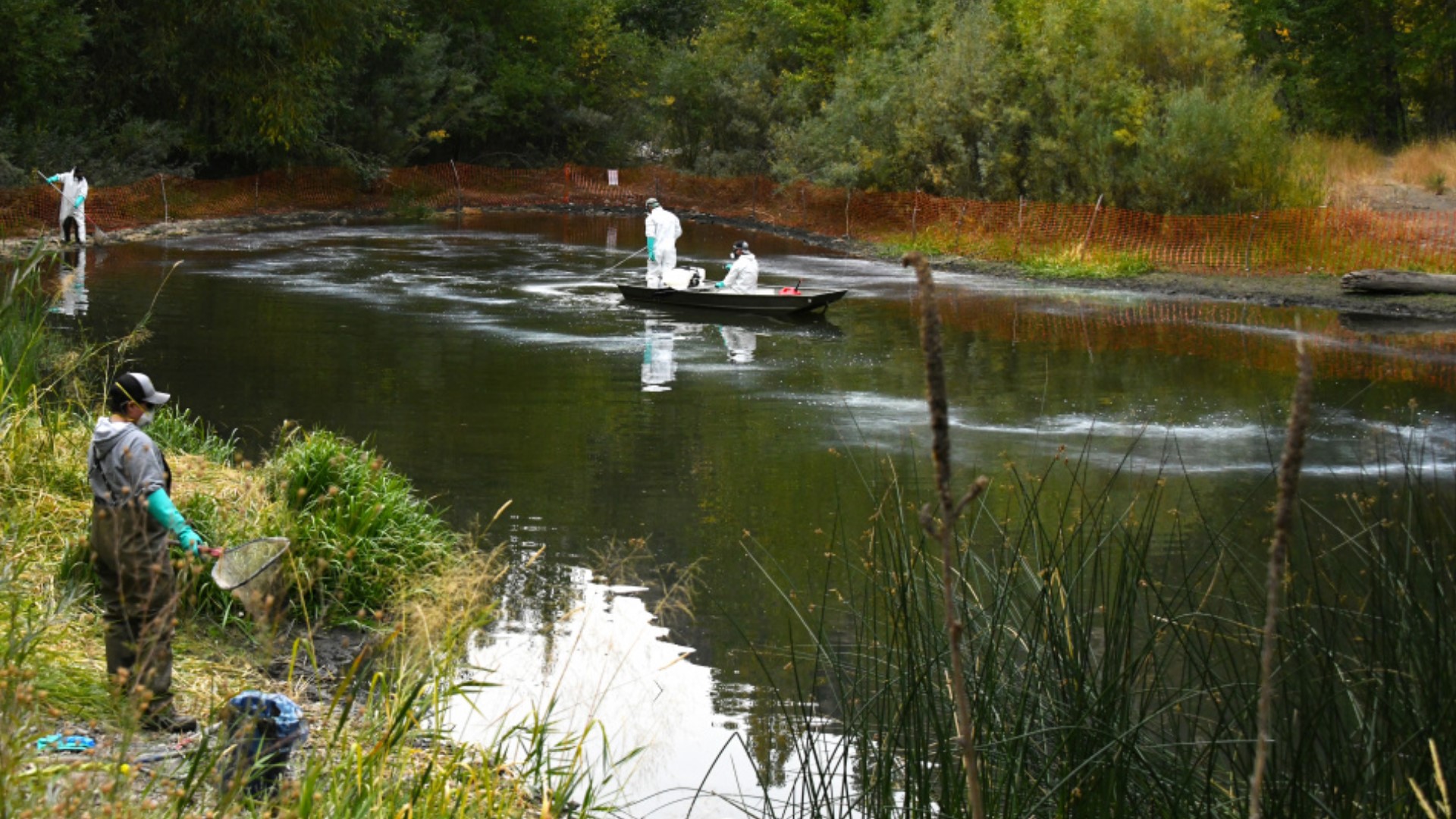 Fish and Game kills thousands of invasive goldfish in