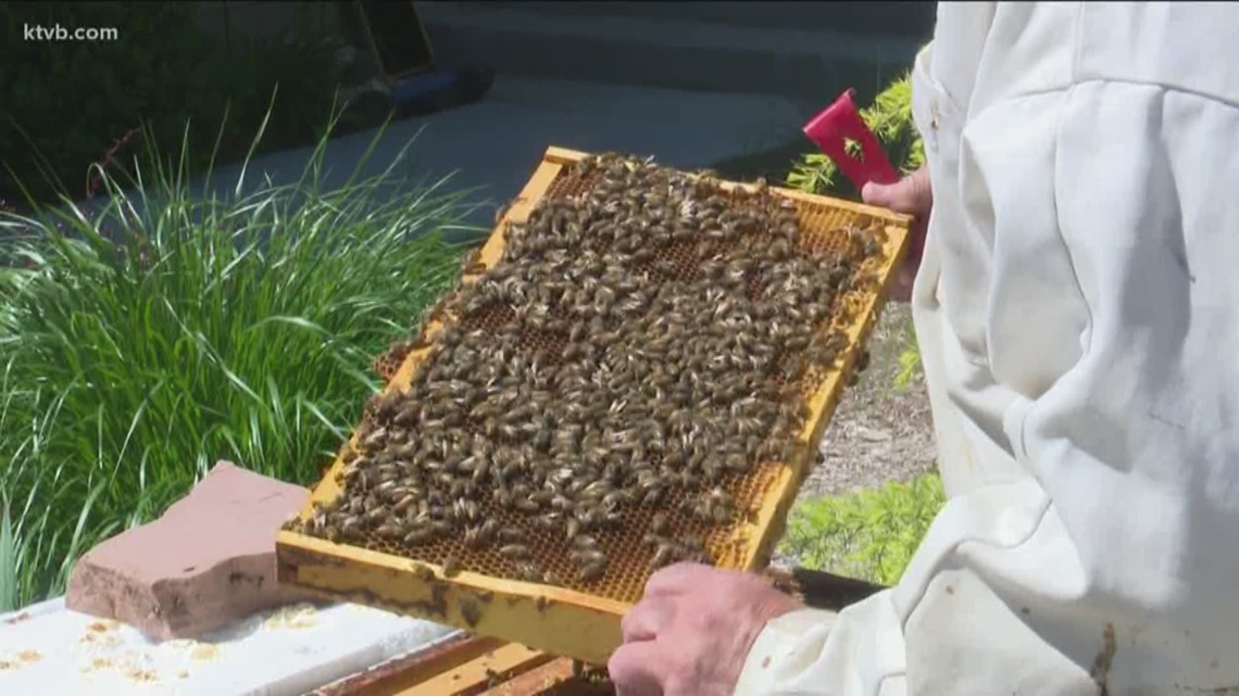 Study shows Roundup kills bees, is it true?