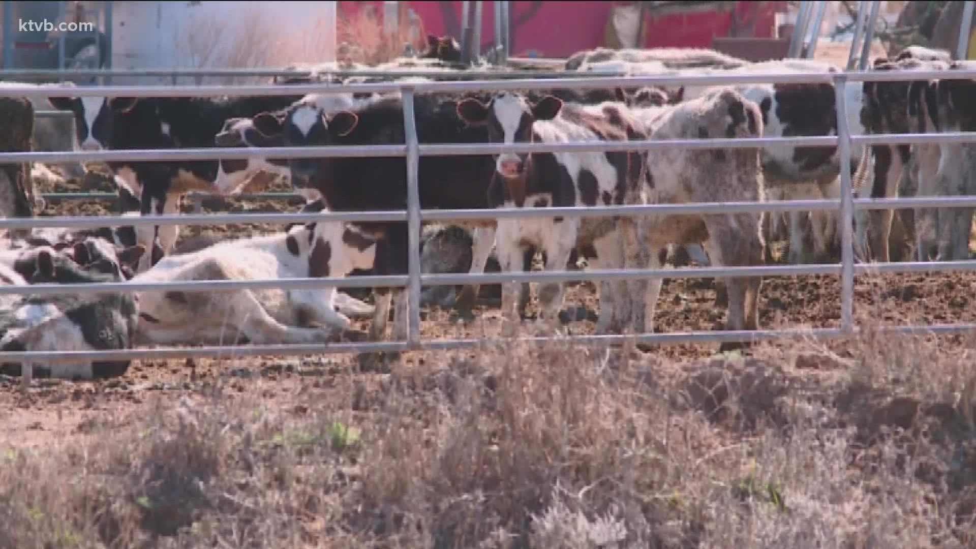 In this Scorched Earth report, we take a look at how this extreme heat is impacting Idaho's dairies.
