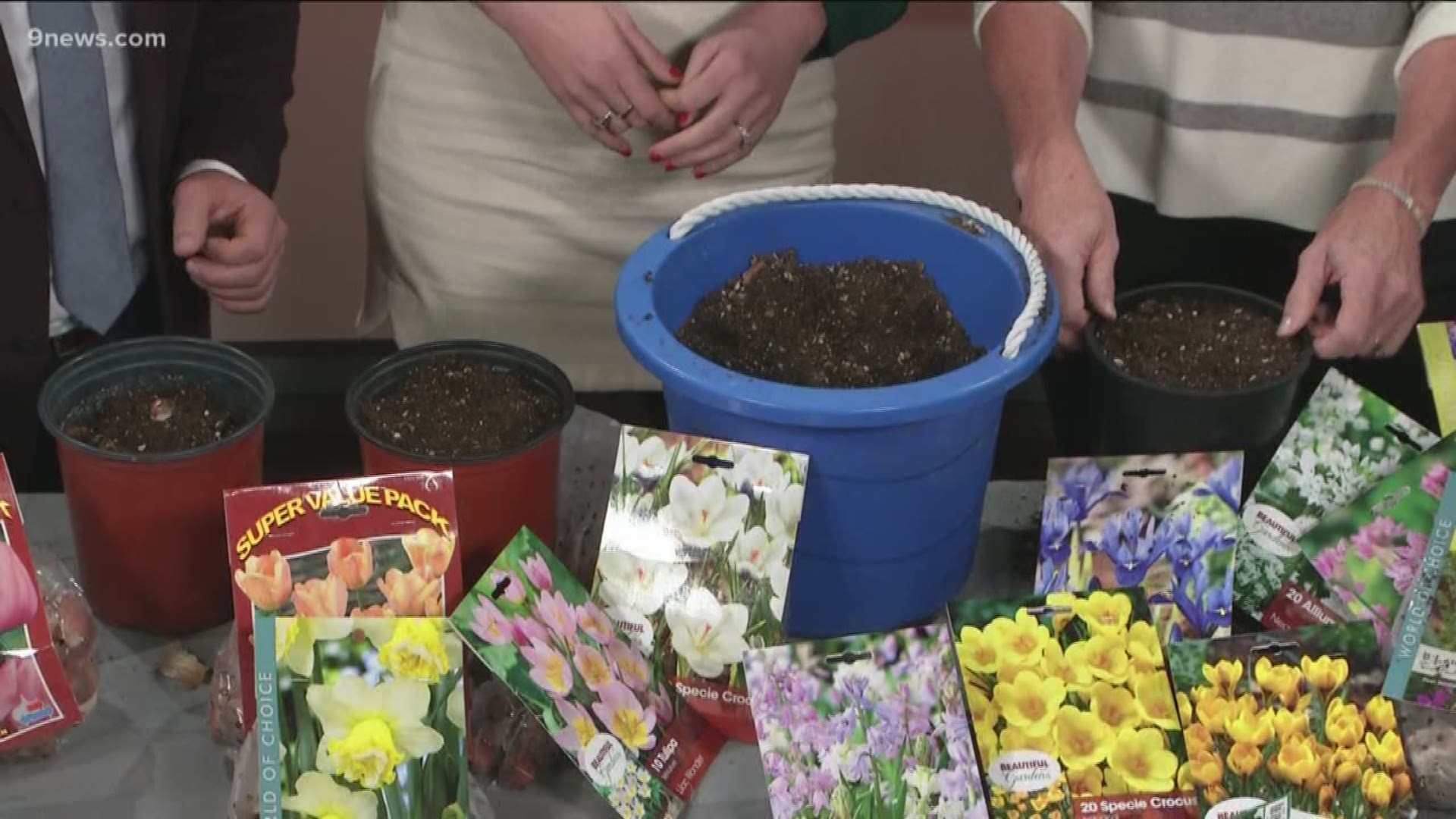 Proctor's Garden: Last call for bulb planting | cbs8.com