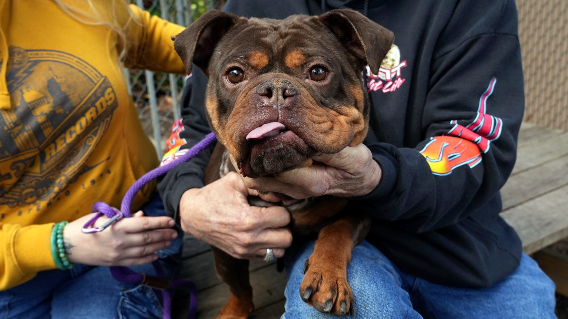 CA AB 2216 bill to help California renters with pets