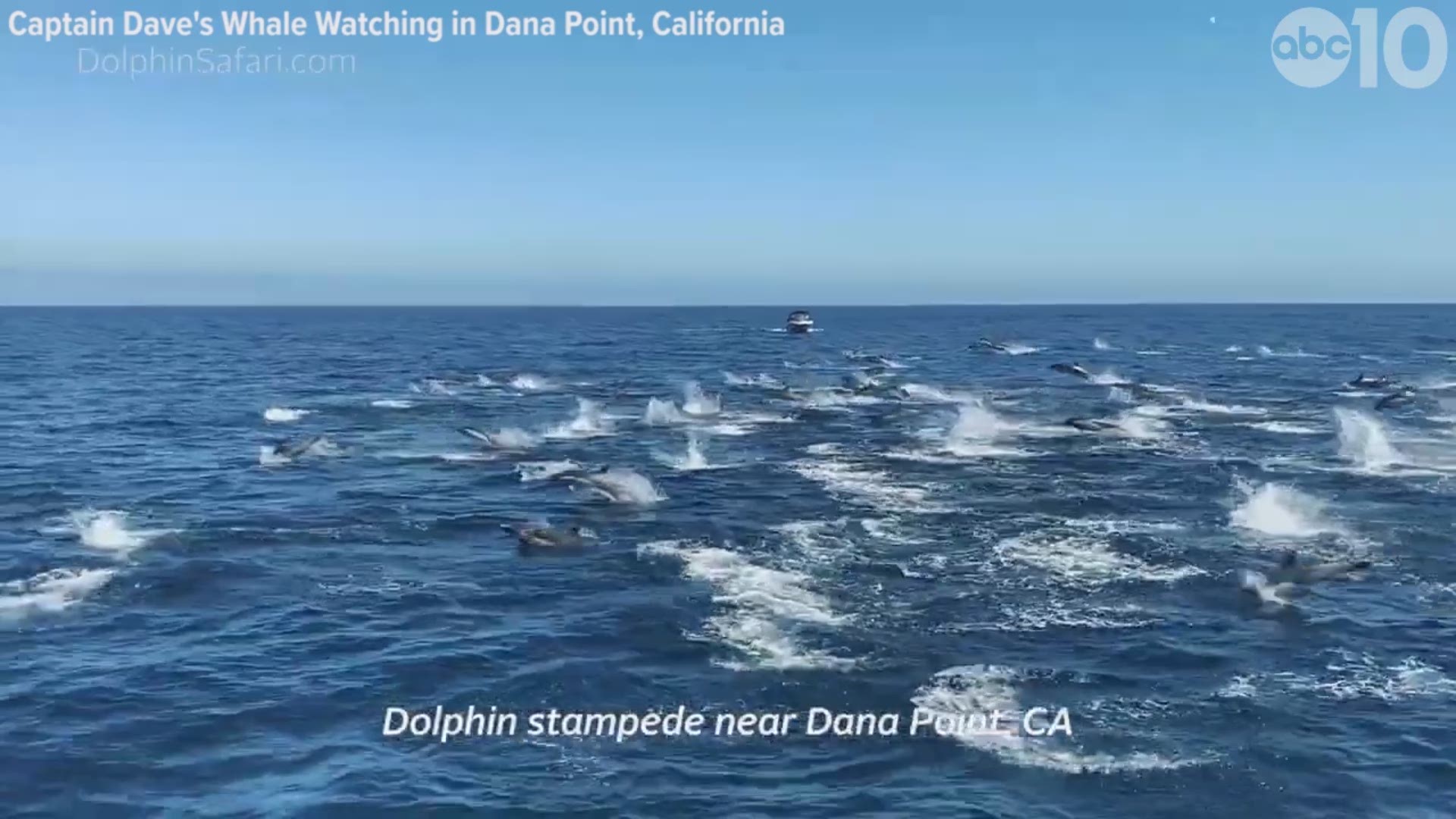Approximately 300 dolphins were caught on camera Sunday stampeding across the ocean near Dana Point.