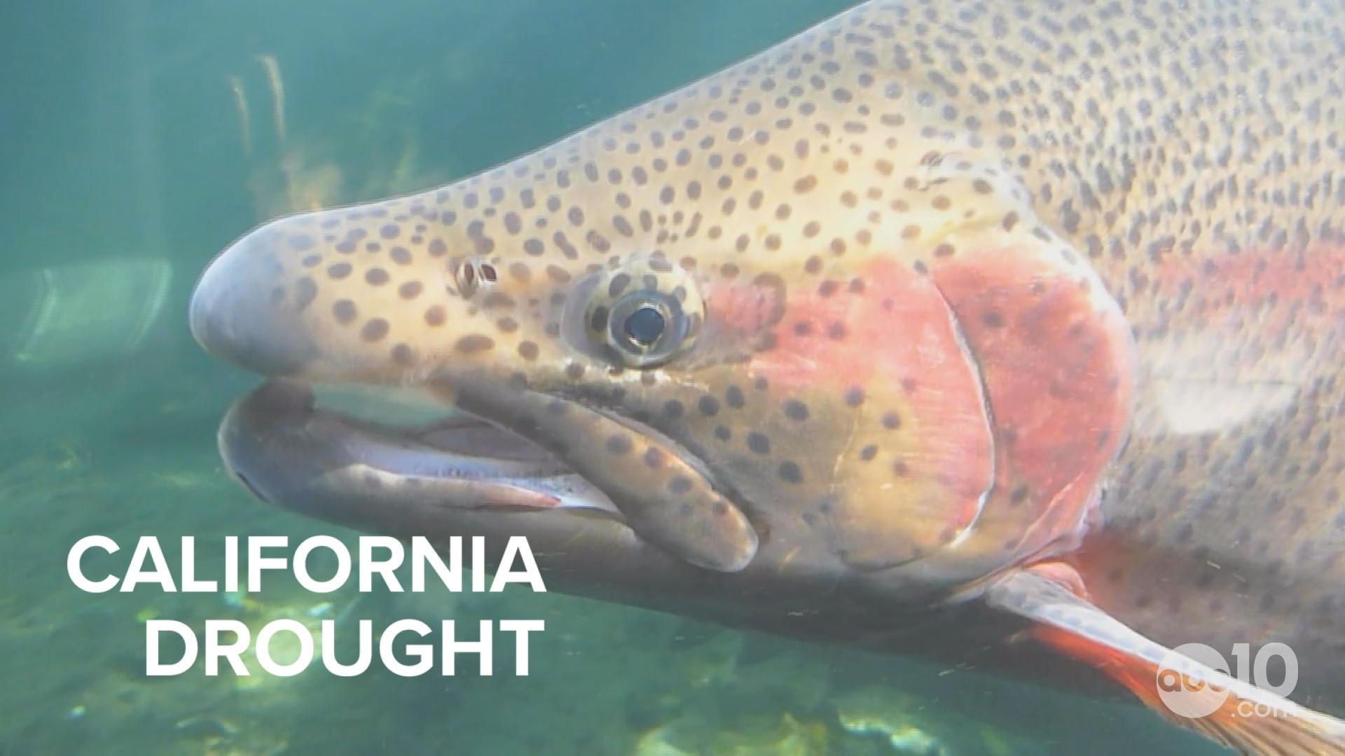 ABC10 meteorologist Brenden Mincheff shares the latest on the drought, plus drought impacts on the keystone species of trout and salmon.