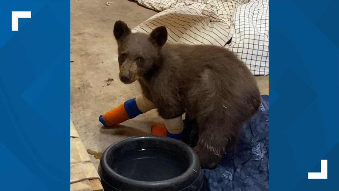 Bear cub recovering from burns escapes Lake Tahoe wildlife center