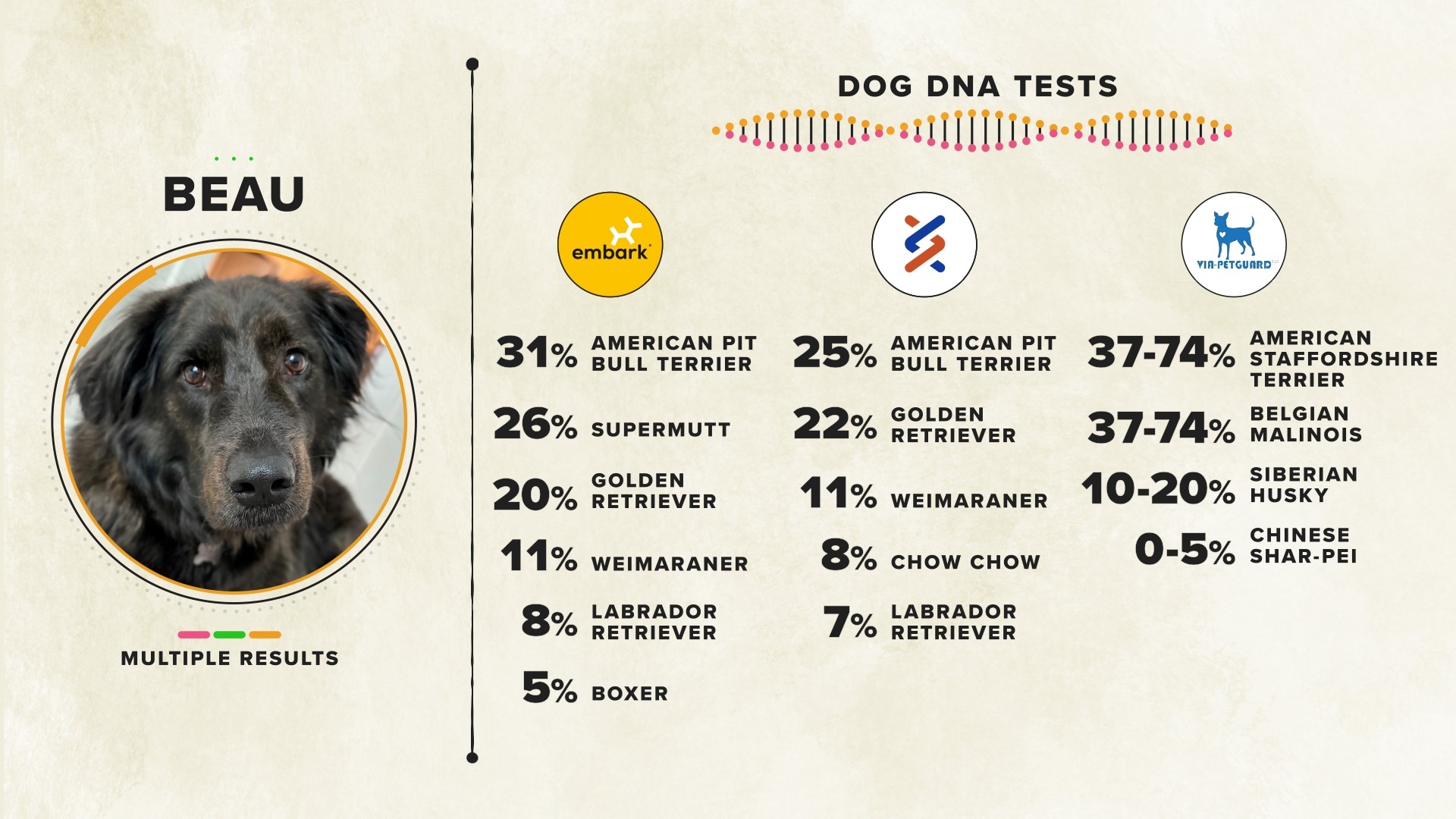 Are Dog DNA tests accurate? VERIFY looked into 3 companies | cbs8.com