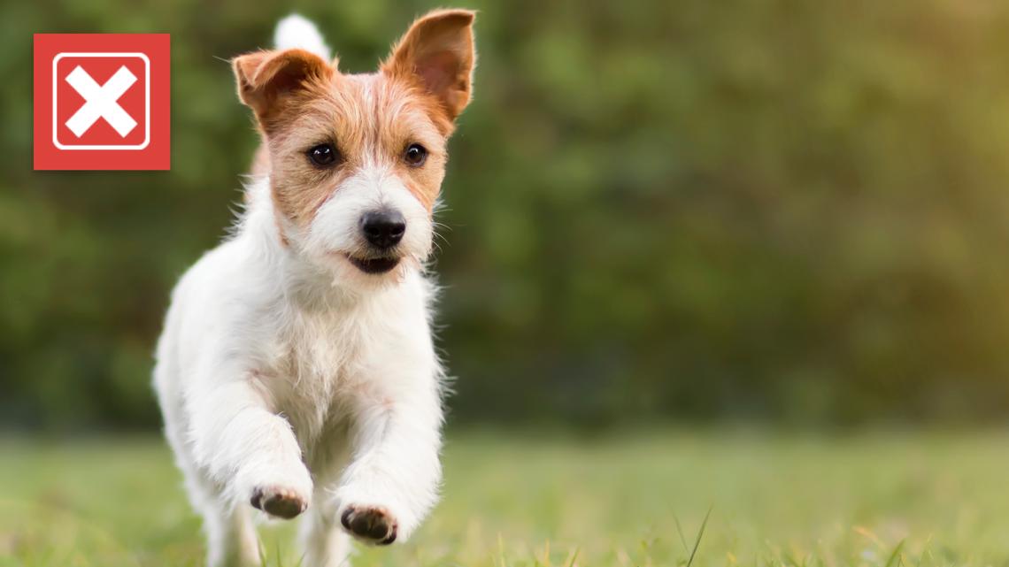 Using bug spray with DEET can be harmful to your dog