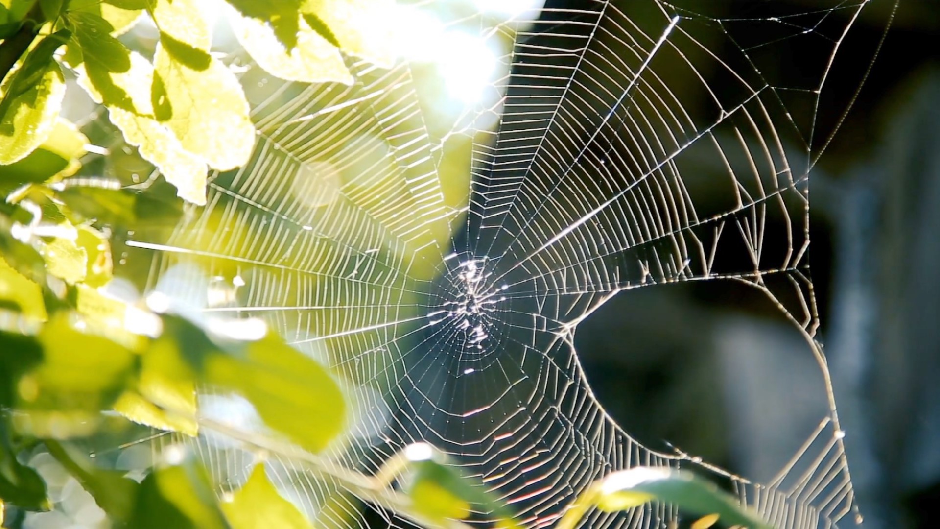 Australians warned of deadly 'spider showers' after recent rains