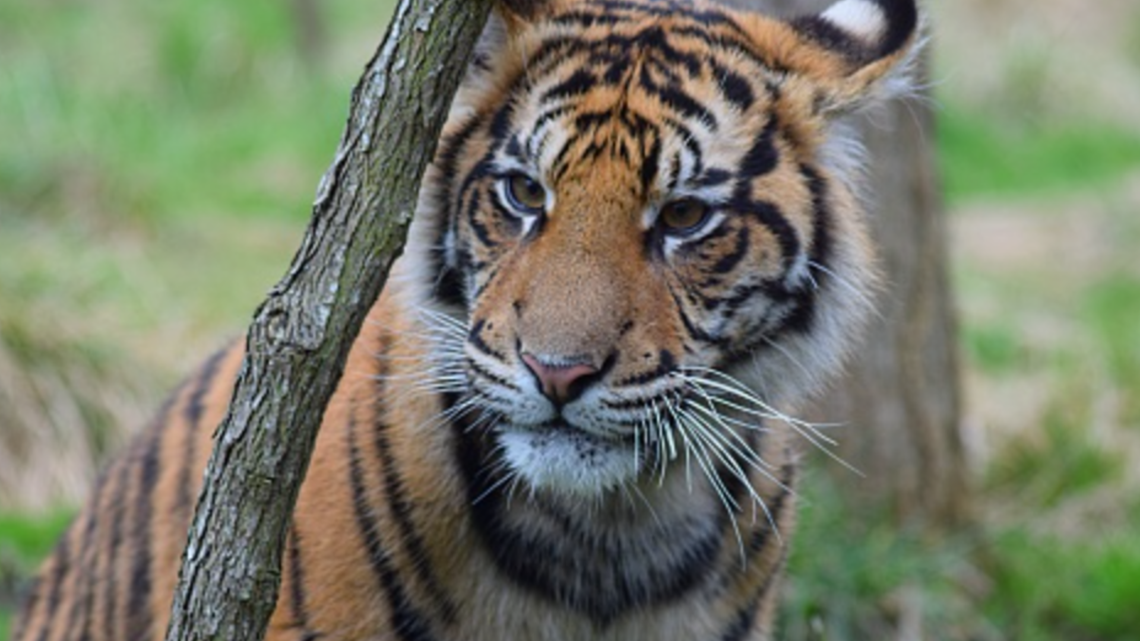 21 Terrific Tiger Facts – San Diego Zoo Wildlife Alliance Stories