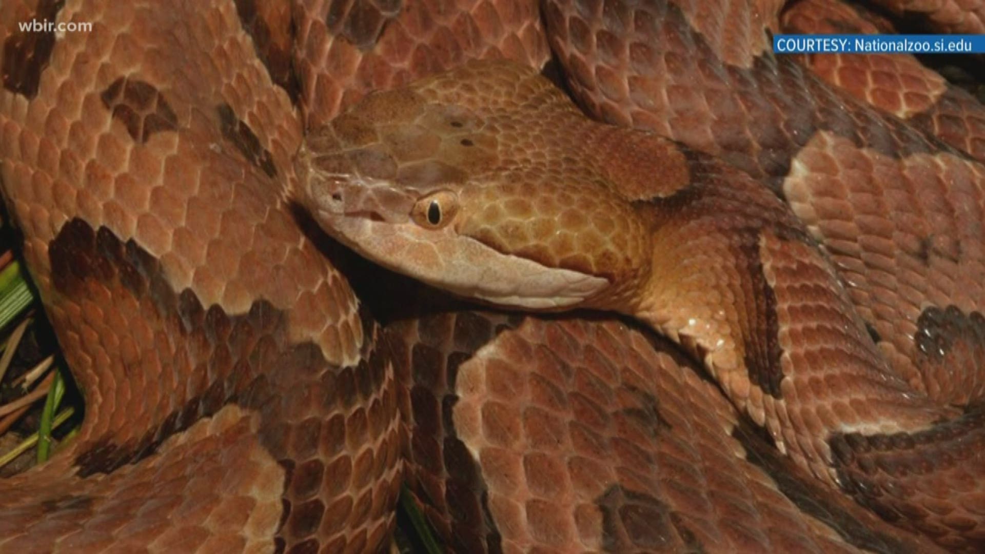 These venomous East Tennessee snakes can "blend in" perfectly with fall leaves. Local experts speak on avoiding nasty surprises.