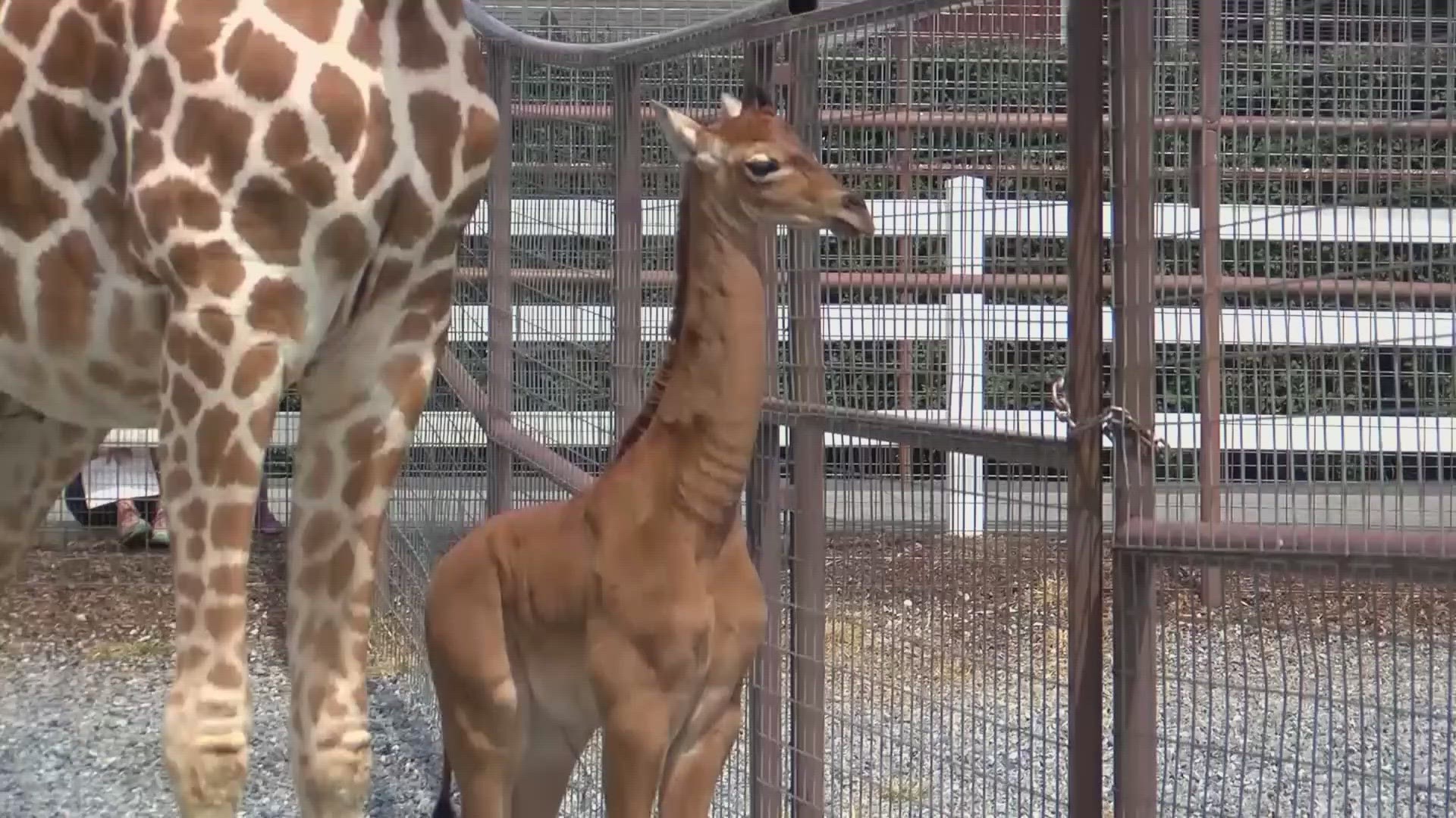 The spotless giraffe was born at Brights Zoo in Limestone, Tennessee, on July 31; experts believe she is the only solid-colored  reticulated giraffe on the planet.