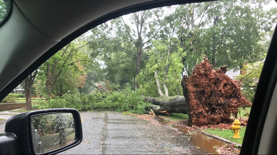 What to do if a tree falls on your home or car during a storm