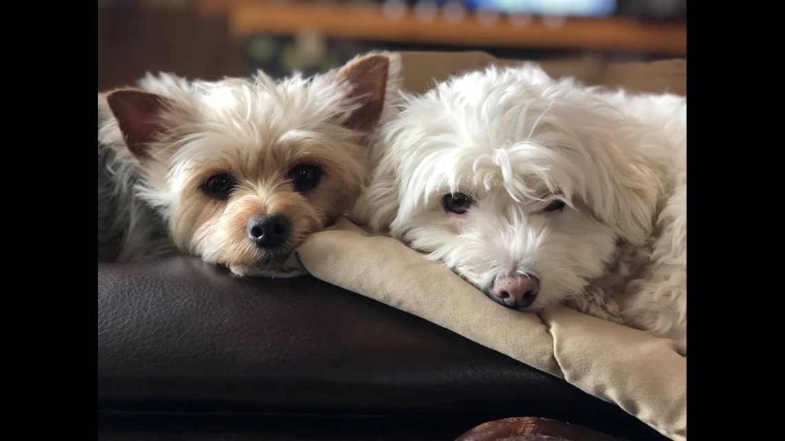 Gas Prices San Diego >> National Rescue Dog Day 2019 | cbs8.com Gas Prices San Diego >> National Rescue Dog Day 2019 | cbs8.com