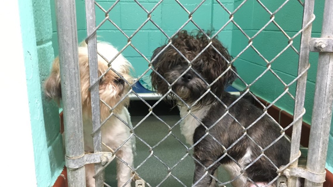 Adoption Lottery Planned After 22 Shih Tzu Dogs Rescued from Greensboro Home During Police