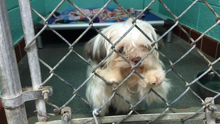 Adoption Lottery Planned After 22 Shih Tzu Dogs Rescued from Greensboro Home During Police